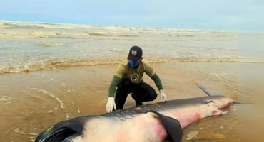 Tubarão da espécie ‘Boca Grande’ encontrado em Sergipe — Foto: Tamar