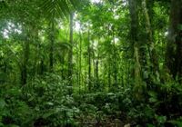 A importância das florestas - Foto CENED