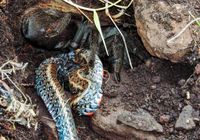 Refeição: os pesquisadores ainda não sabem como a tarântula matou a cobra (Gabriela Franzoi Dri/Divulgação)