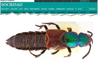 O escaravelho foi identificado pela primeira vez pelo cientista em 1832, em Bahía Blanca, Argentina