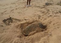 Tartaruga-de-pente desova na Praia de Cruz das Almas