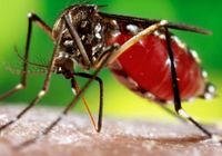 Com alerta do Ministério da Saúde sobre o aumento de casos de dengue no Brasil, Sesau vai intensificar o combate ao mosquito transmissor da doença