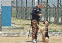 Atuação dos agentes penitenciários é otimizada com auxílio dos cães