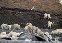 Os ursos polares estavam reunidos na beira da água para desmembrar o esqueleto de uma baleia arrastada pelas ondas
